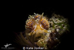 A four-coloured nudibranch photographed at Long Beach in ... by Kate Jonker 